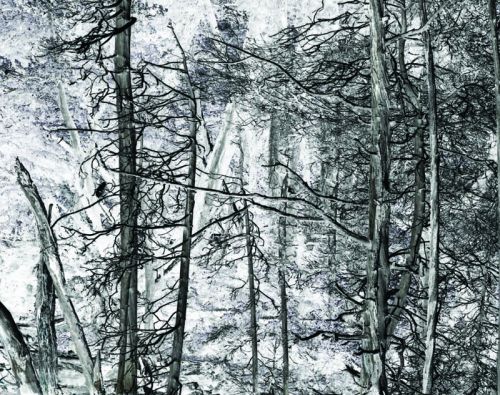 Fotografia de Laura Messing - Galeria Fotografica: Bosques - Foto: 