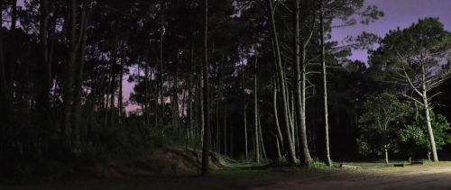 Fotografia de Laura Messing - Galeria Fotografica: Bosques - Foto: 