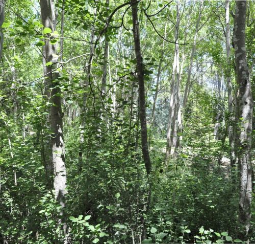 Fotografia de Laura Messing - Galeria Fotografica: Bosques - Foto: 