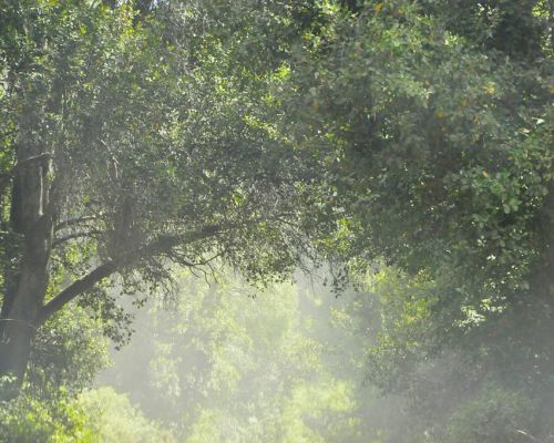 Fotografia de Laura Messing - Galeria Fotografica: Bosques - Foto: 