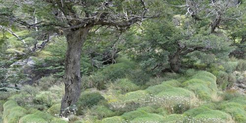 Fotografia de Laura Messing - Galeria Fotografica: Bosques - Foto: 