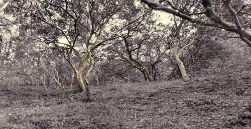 Fotografia de Laura Messing - Galeria Fotografica: Bosques - Foto: 