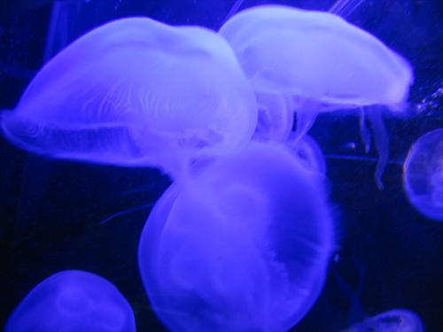 Fotografia de RIXVIIO - Galeria Fotografica: rixo - Foto: dreams