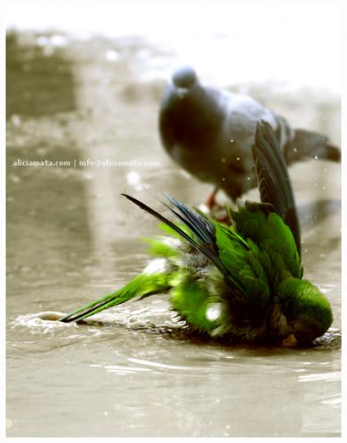 Fotografia de alicia mata - Galeria Fotografica: alicia mata. varios - Foto: jack uzzi