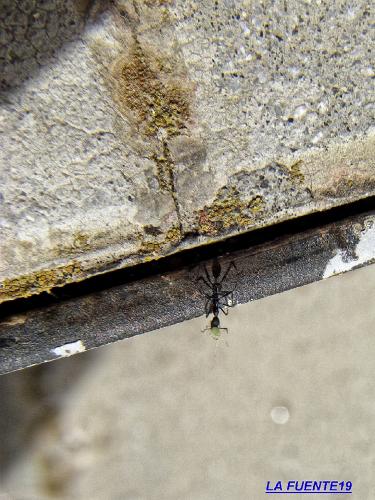 Fotografia de LA FUENTE19 - Galeria Fotografica: LA FUENTE19 - Foto: Casi II 0/7.RECILECCIN