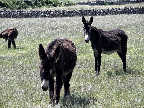 Fotografia de LA FUENTE19 - Galeria Fotografica: LA FUENTE19 - Foto: Casi II 0/13.DOS BORRICOS Y...