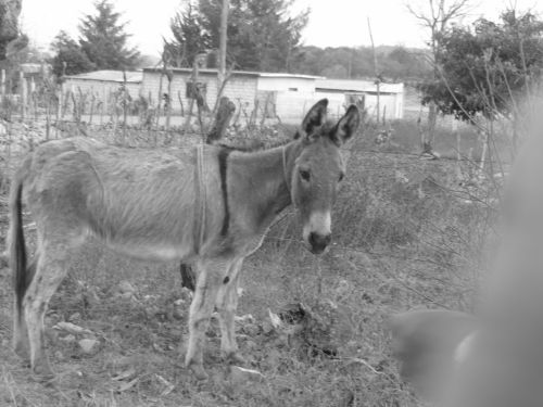 Fotografia de Yanine - Galeria Fotografica: gris...la vida...gris todo.... - Foto: medio de tranporte