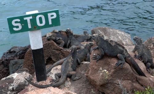 Fotografia de Mundografias - Galeria Fotografica: Islas Galpagos, 50 aos protegiendo el Paraiso - Foto: Iguanas al borde de la civilizacion