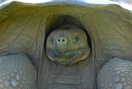 Fotografia de Mundografias - Galeria Fotografica: Islas Galpagos, 50 aos protegiendo el Paraiso - Foto: Tortuga gigante