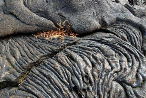 Fotografia de Mundografias - Galeria Fotografica: Islas Galpagos, 50 aos protegiendo el Paraiso - Foto: Vida en la lava