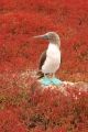 Foto de  Mundografias - Galería: Islas Galpagos, 50 aos protegiendo el Paraiso - Fotografía: Piquero en mangle rojo