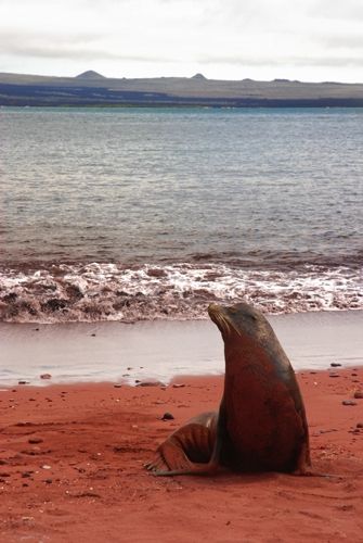 Fotografia de Mundografias - Galeria Fotografica: Islas Galpagos, 50 aos protegiendo el Paraiso - Foto: Leon marino en playa roja