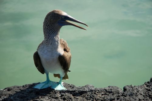 Fotografia de Mundografias - Galeria Fotografica: Islas Galpagos, 50 aos protegiendo el Paraiso - Foto: Piquero patas azules