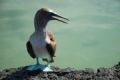 Foto de  Mundografias - Galería: Islas Galpagos, 50 aos protegiendo el Paraiso - Fotografía: Piquero patas azules