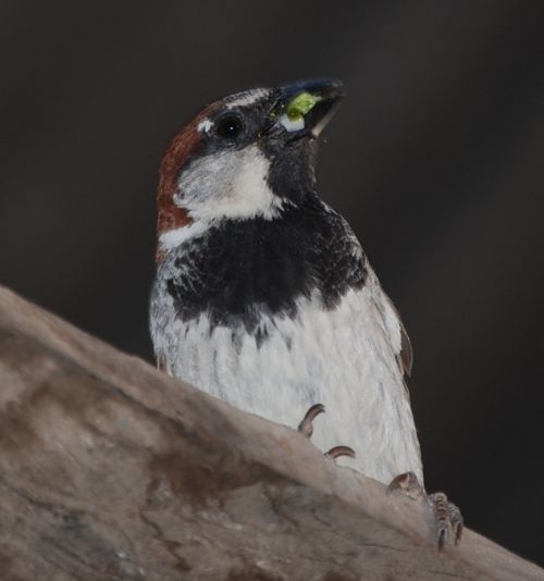 Fotografia de Balam - Galeria Fotografica: Balam - Foto: Gorrion