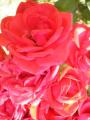 Fotos de ana notpink -  Foto: Flores - Rosas