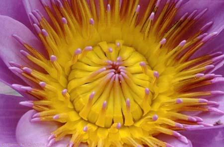 Fotografia de Gerardo M.Chinchilla - Galeria Fotografica: Naturaleza y fauna - Foto: calor 