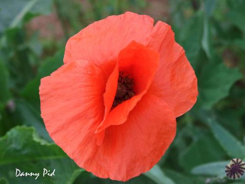 Fotografia de Danny Pid - Galeria Fotografica: Paisajes y naturaleza - Foto: Amapola
