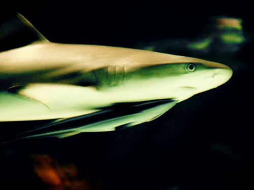 Fotografia de t.o.u. - Galeria Fotografica: animales - Foto: 