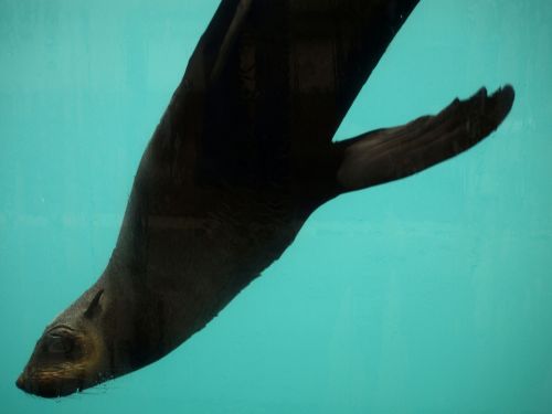 Fotografia de t.o.u. - Galeria Fotografica: animales - Foto: 