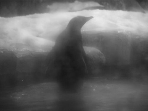 Fotografia de t.o.u. - Galeria Fotografica: animales - Foto: 