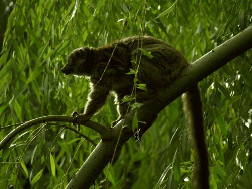 Fotografia de t.o.u. - Galeria Fotografica: animales - Foto: 