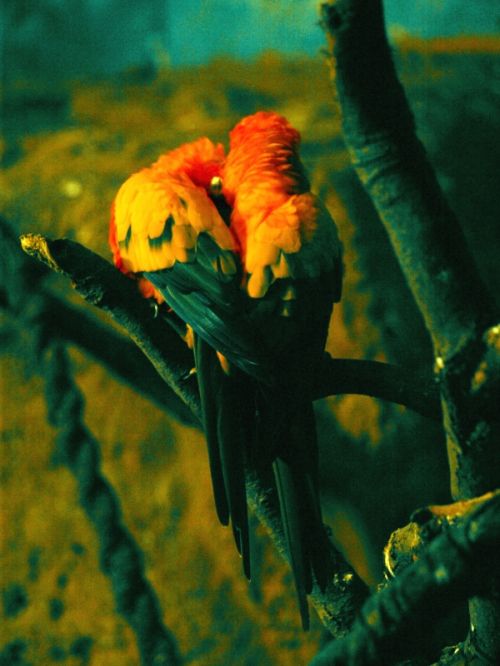 Fotografia de t.o.u. - Galeria Fotografica: animales - Foto: 