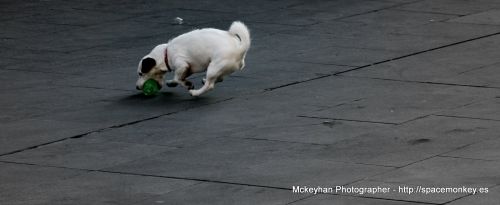 Fotografia de Mckeyhan photographer - Galeria Fotografica: Mckeyhan Portfolio - Foto: Flying Dog