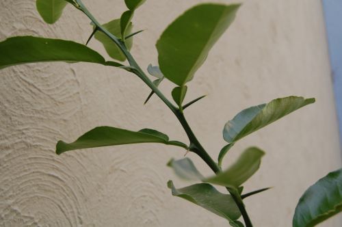 Fotografia de Diana Do de O - Galeria Fotografica: algo mas de fiestas... - Foto: 