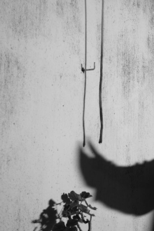 Fotografia de Bolao - Galeria Fotografica: Monocolor - Foto: Atrapado