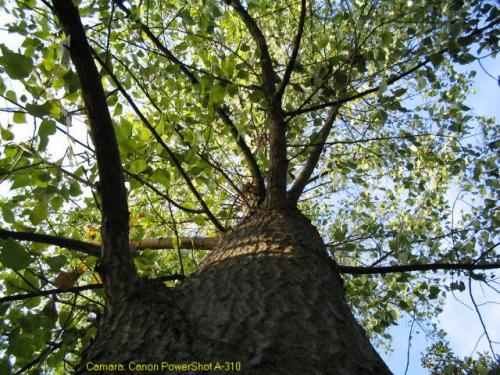 Fotografia de GEC - Galeria Fotografica: Flores y arboles - Foto: Alamo desde abajo