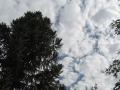 Fotos de GEC -  Foto: Flores y arboles - Araucaria y  nubes