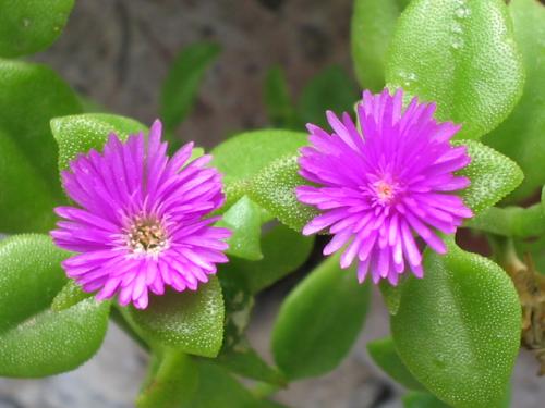 Fotografia de GEC - Galeria Fotografica: Flores y arboles - Foto: Hermosa