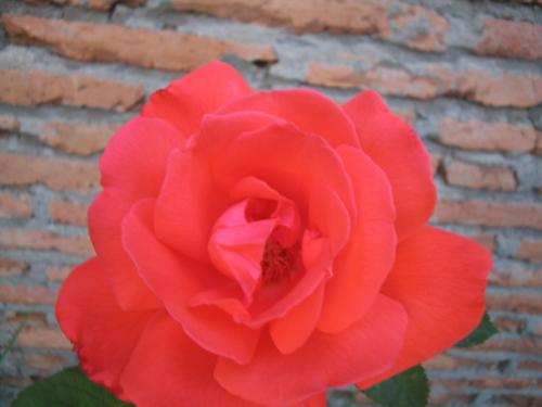 Fotografia de GEC - Galeria Fotografica: Flores y arboles - Foto: Rosa