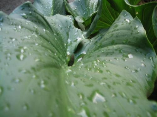 Fotografia de GEC - Galeria Fotografica: Flores y arboles - Foto: Calas bajo la lluvia