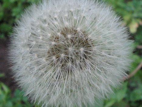 Fotografia de GEC - Galeria Fotografica: Flores y arboles - Foto: Flor tipo pluma