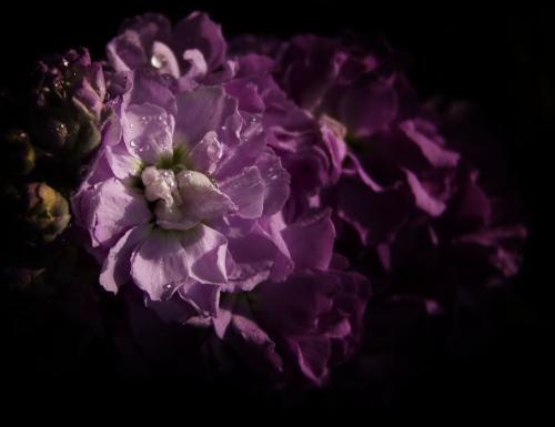 Fotografia de quintaesencia - Galeria Fotografica: flores - Foto: si nombre