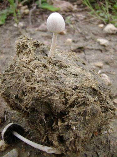 Fotografia de Gerardo - Galeria Fotografica: Detalles de mi natura - Foto: fragancia