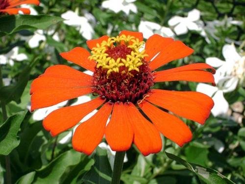 Fotografia de Gerardo - Galeria Fotografica: Detalles de mi natura - Foto: de un solo color