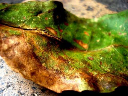 Fotografia de ktiusk - Galeria Fotografica: ConTrasTes - Foto: Hojas seCas