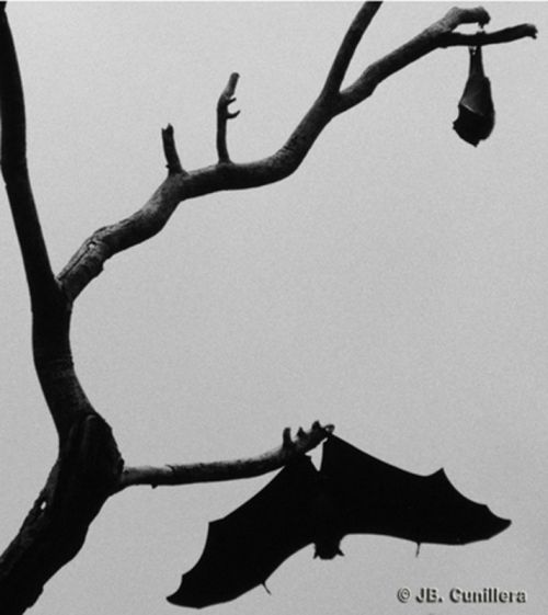 Fotografia de JB.Cunillera - Galeria Fotografica: Animal - Foto: 