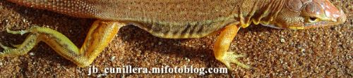 Fotografia de JB.Cunillera - Galeria Fotografica: Animal - Foto: 