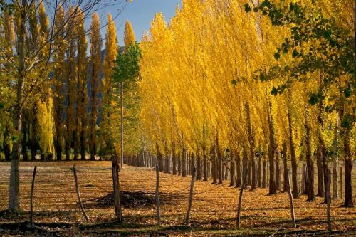 Fotografia de carlos mir  - Galeria Fotografica: artisticas - Foto: 