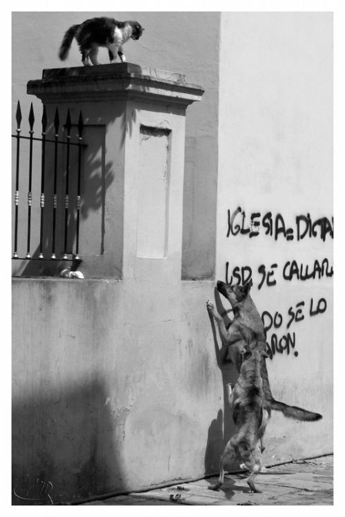 Fotografia de carlos mir  - Galeria Fotografica: artisticas - Foto: 