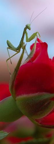 Fotografia de Fernando - Galeria Fotografica: macro insectos - Foto: Mantis