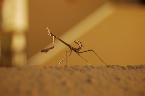 Fotografia de Fernando - Galeria Fotografica: macro insectos - Foto: 