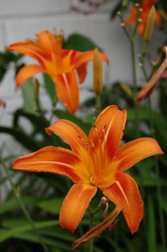 Fotografia de Fernando - Galeria Fotografica: macro insectos - Foto: 