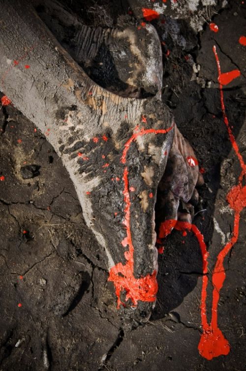 Fotografia de Sin Nombre - Galeria Fotografica:  Body art - Foto: 