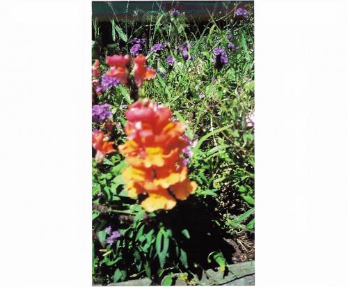 Fotografia de Yasirenday - Galeria Fotografica: Alucinaciones lucidas - Foto: Tahoma