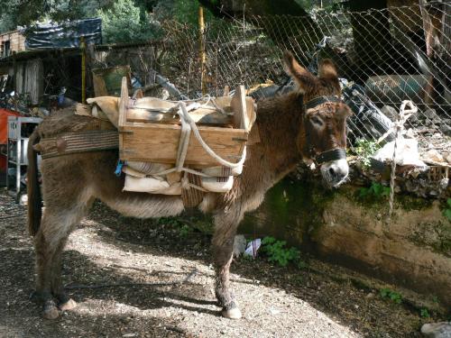 Fotografia de Guillermo Bernal - Galeria Fotografica: Luz y Senderos I - Foto: Platero